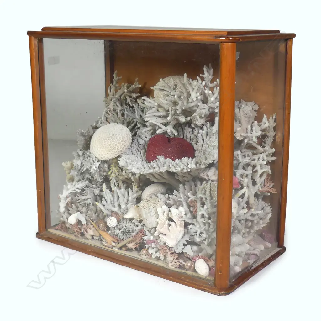 A large and impressive colonial kauri cased coral display Image 1++
