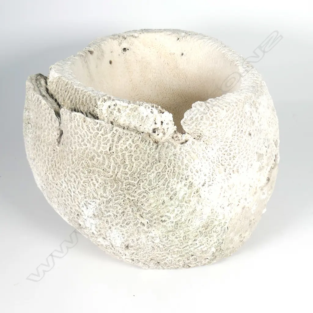 A large brain coral of bowl shape Image 1++