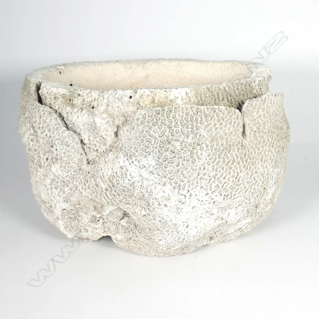 A large brain coral of bowl shape Image 1++