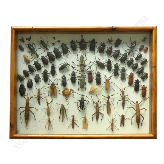 A large taxidermy multiple insect framed display