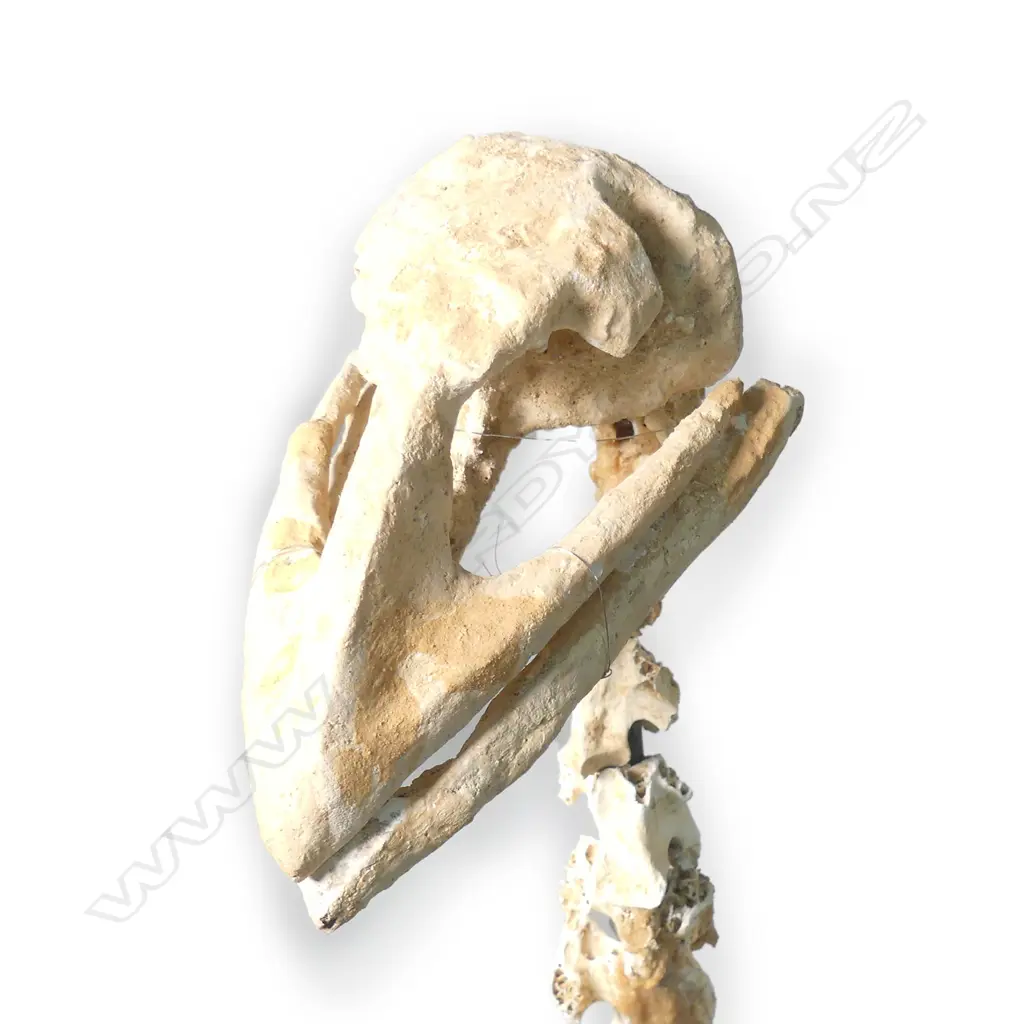 Extinct moa skeleton Image 1++
