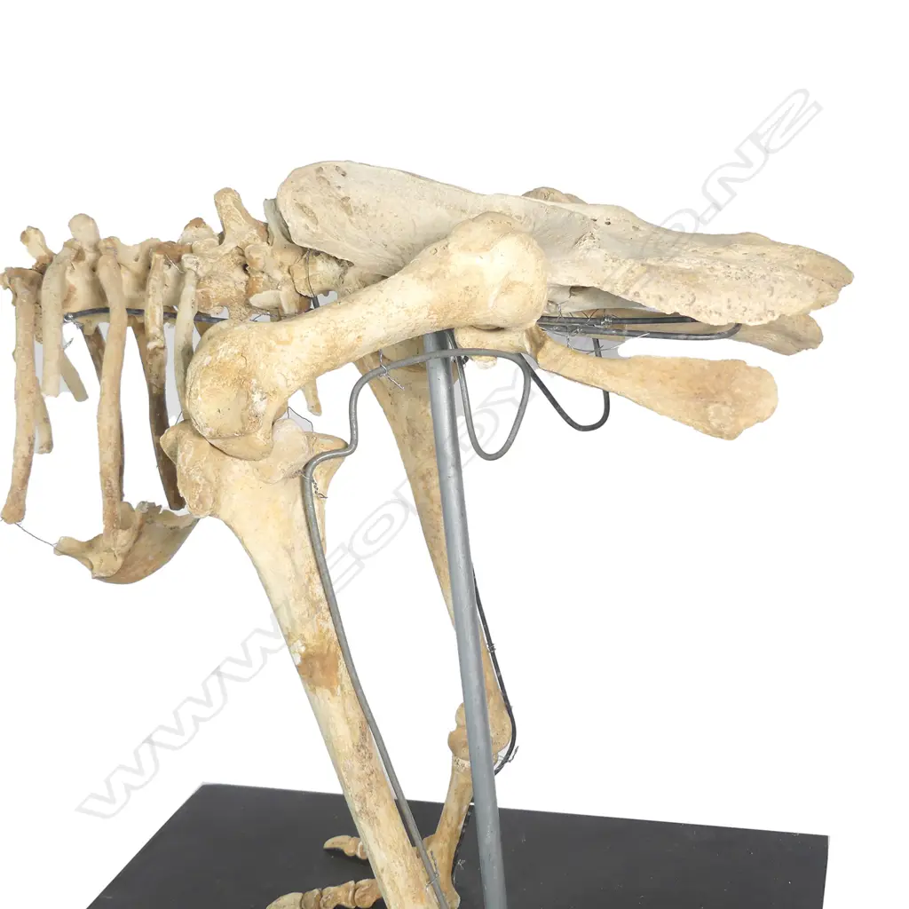 Extinct moa skeleton Image 1++