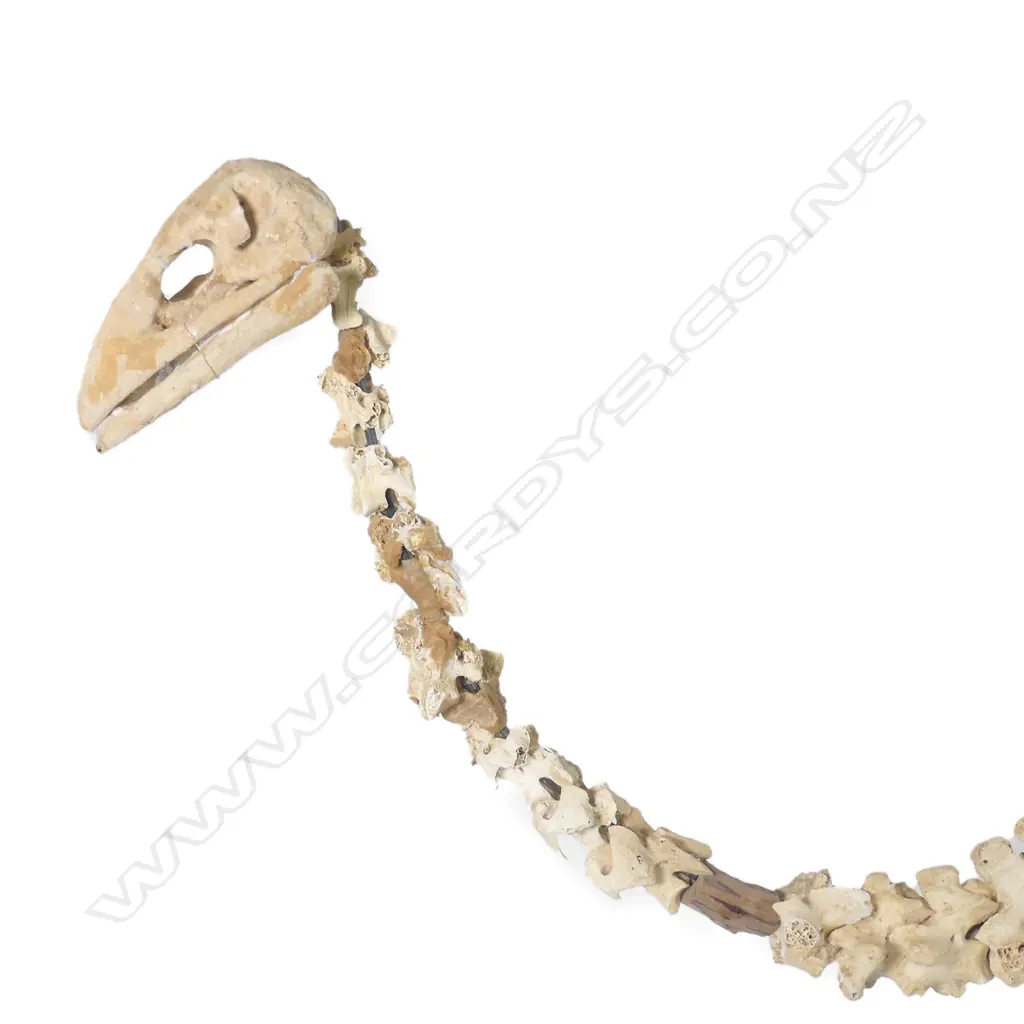 Extinct moa skeleton Image 1++