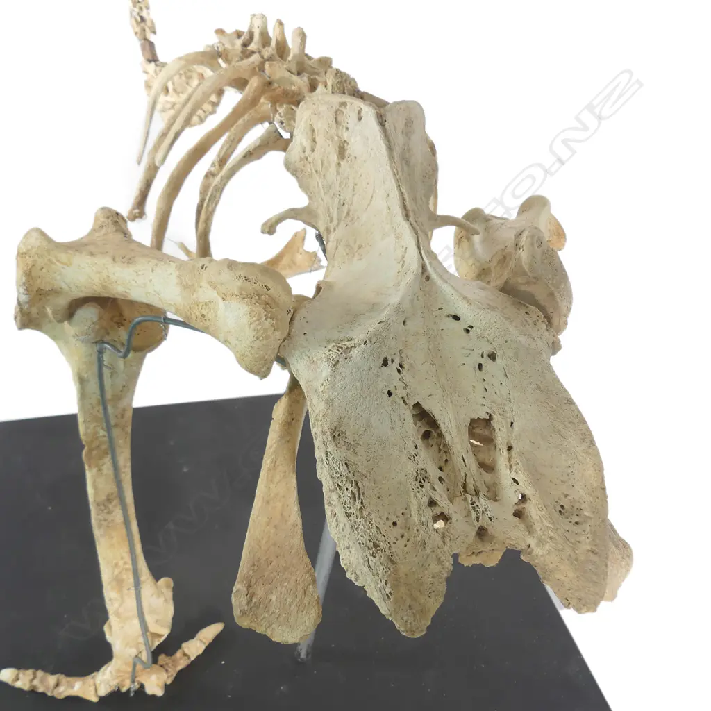 Extinct moa skeleton Image 1++