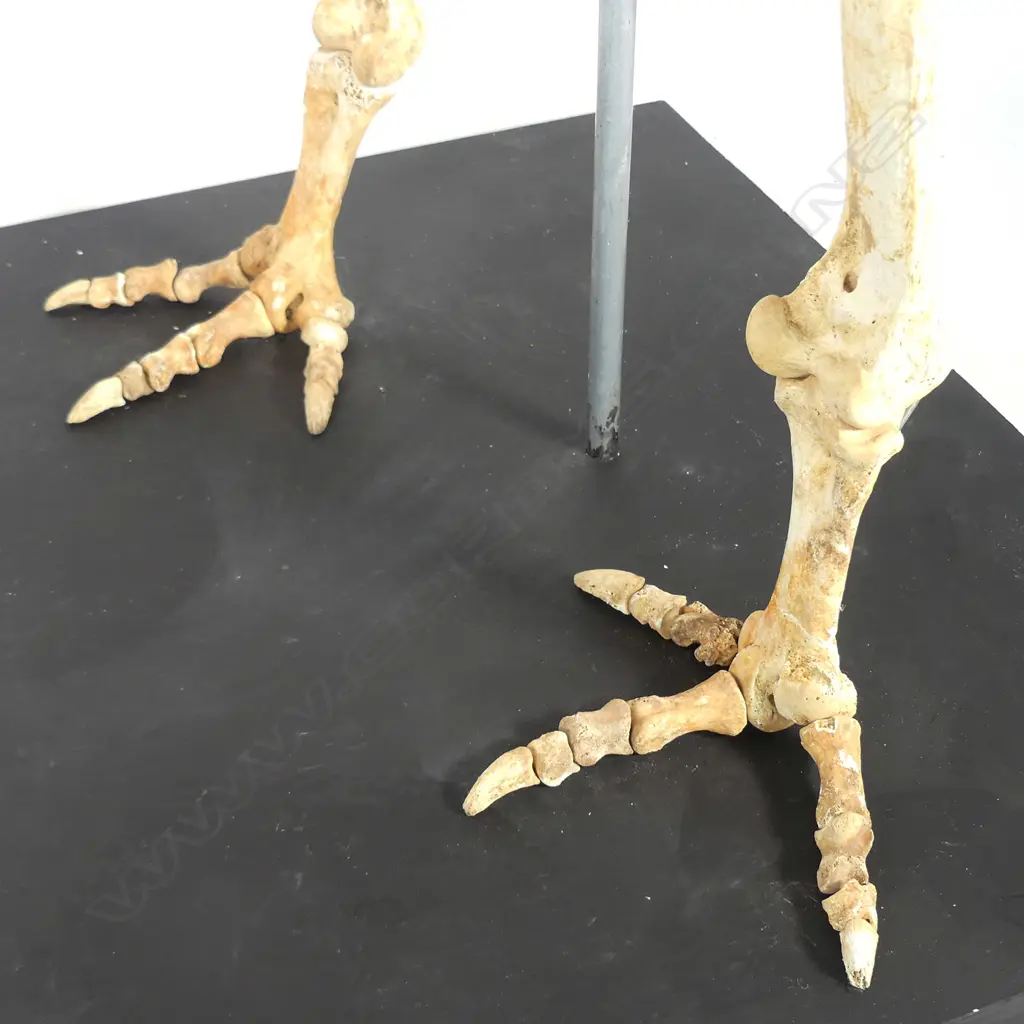 Extinct moa skeleton Image 1++