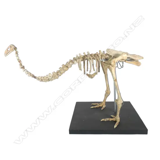 Extinct moa skeleton