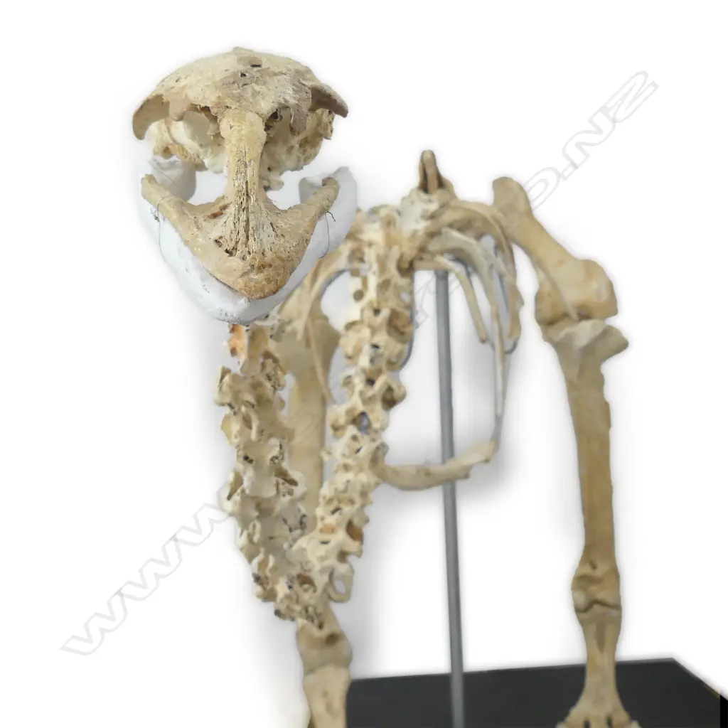 An extinct moa skeleton Image 1++