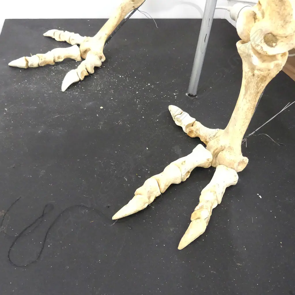 An extinct moa skeleton Image 1++