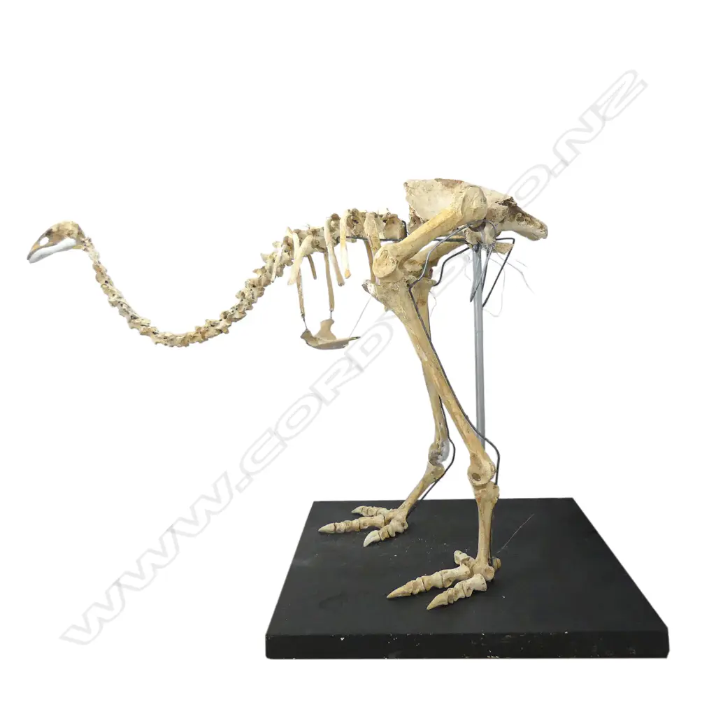 An extinct moa skeleton Image 1++