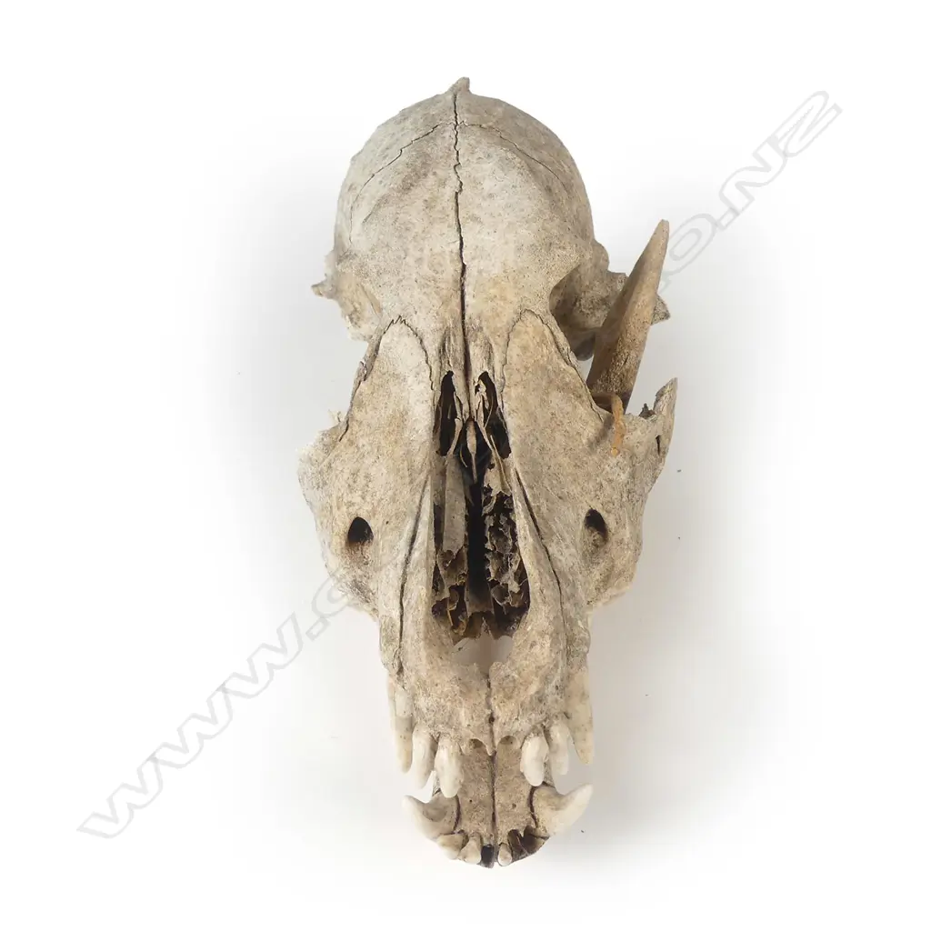 A rare and extinct kuri (Polynesian dog) skull Image 1++
