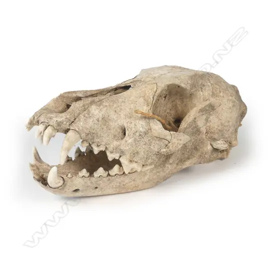 A rare and extinct kuri (Polynesian dog) skull