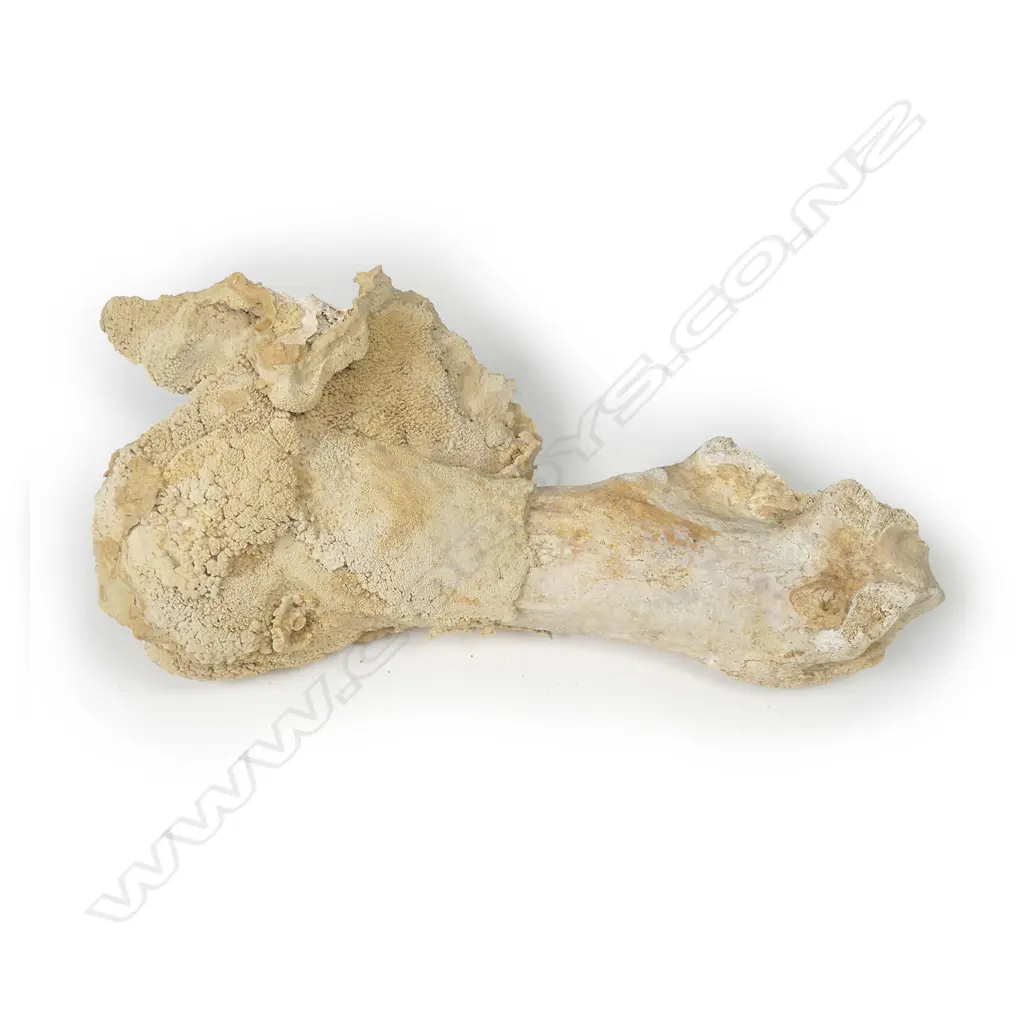 A calcified moa femur Image 1++