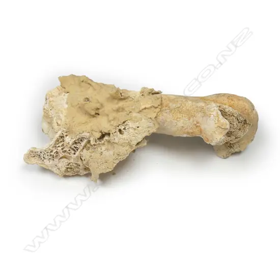 A calcified moa femur