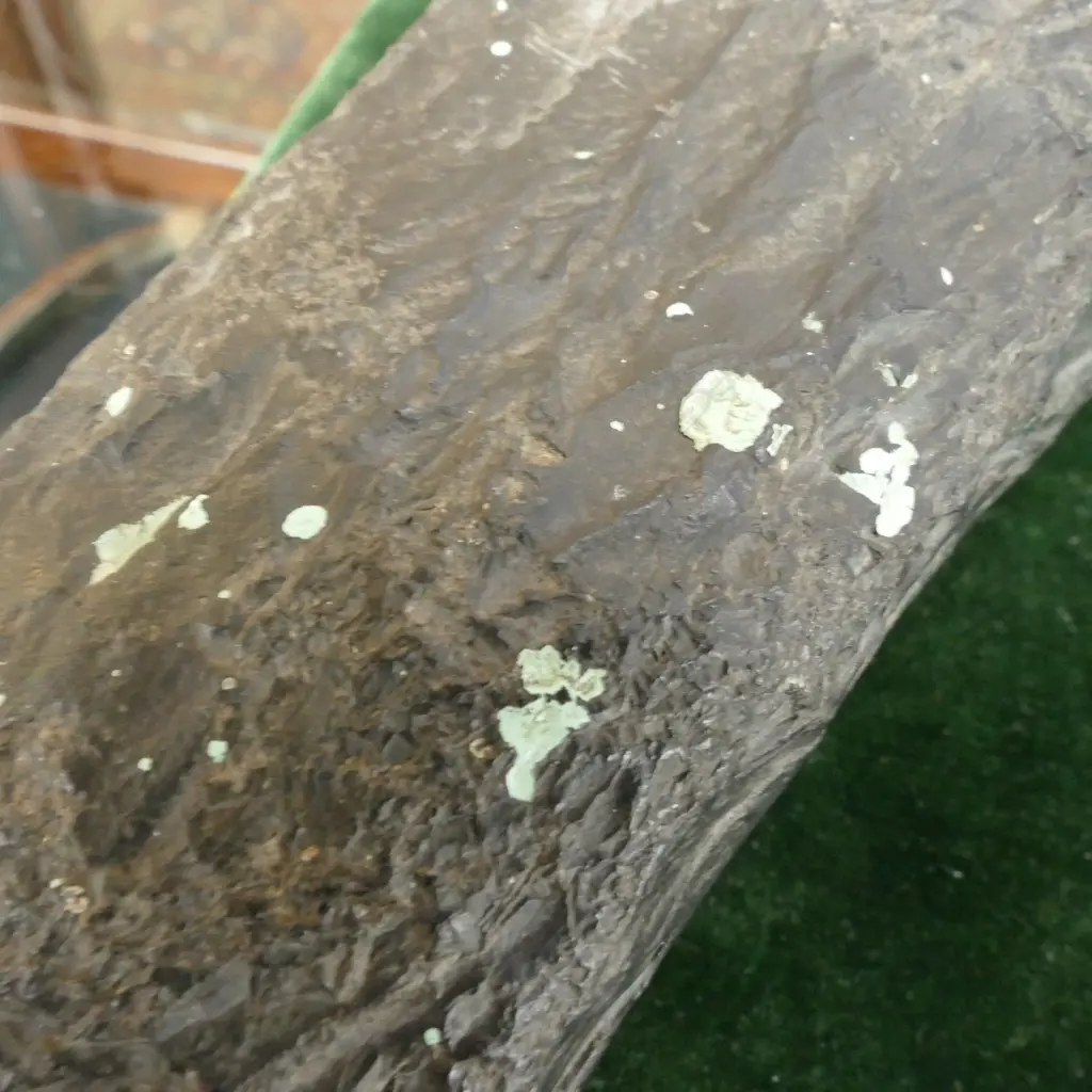 A large and impressive pre-European black basalt toki (adze) Image 1++