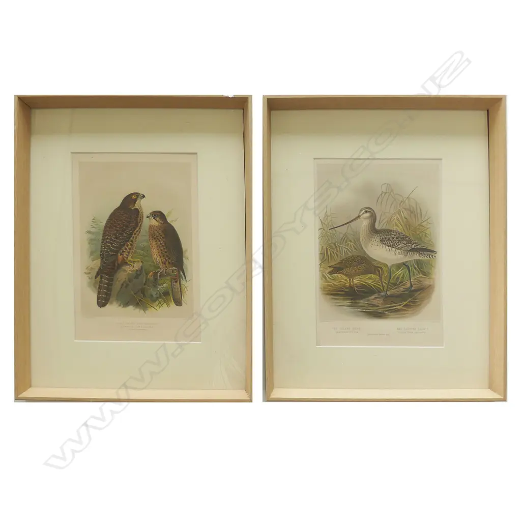 Two framed prints from Buller's Birds Image 1++