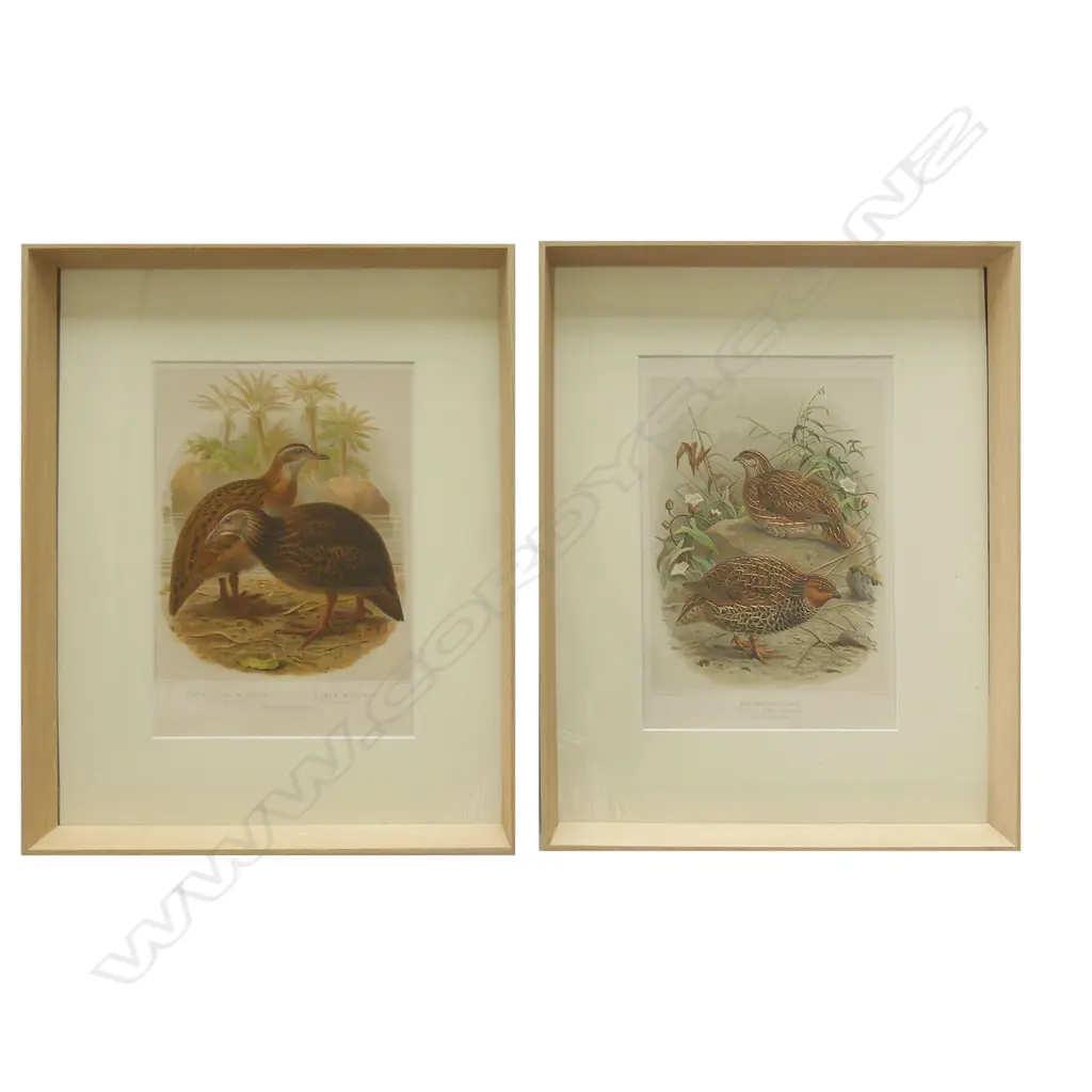 Two framed prints from Buller's Birds Image 1++