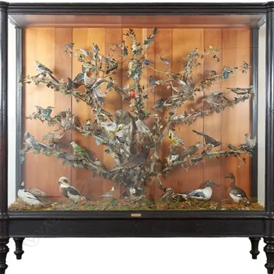 A magnificent and impressive large display case of taxidermy birds