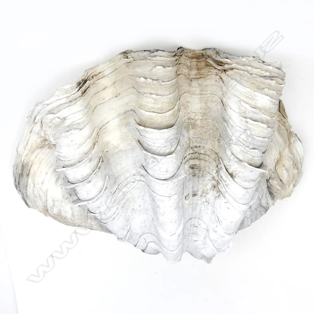 A large clam shell Image 1++