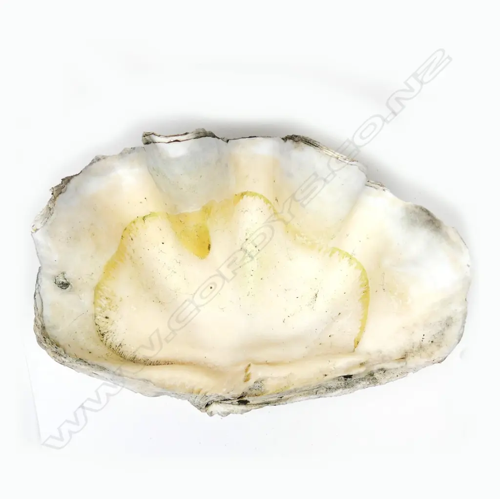 A large clam shell Image 1++