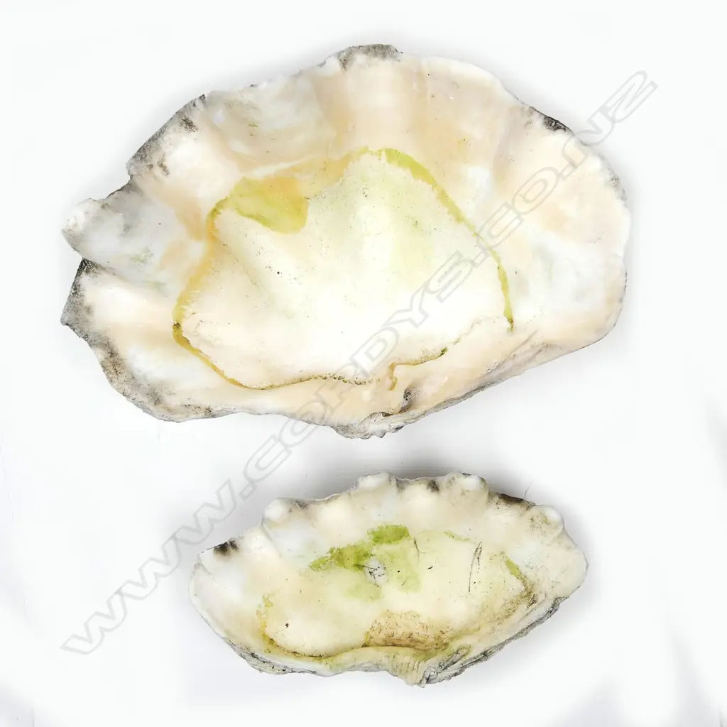 Two large clam shells Image 1++