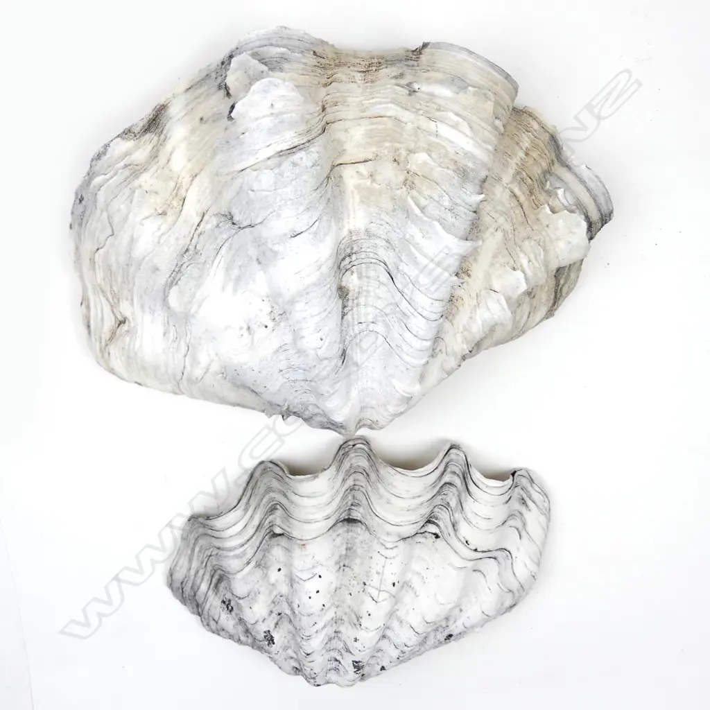 Two large clam shells Image 1++
