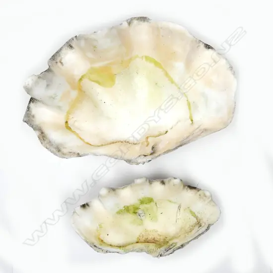 Two large clam shells