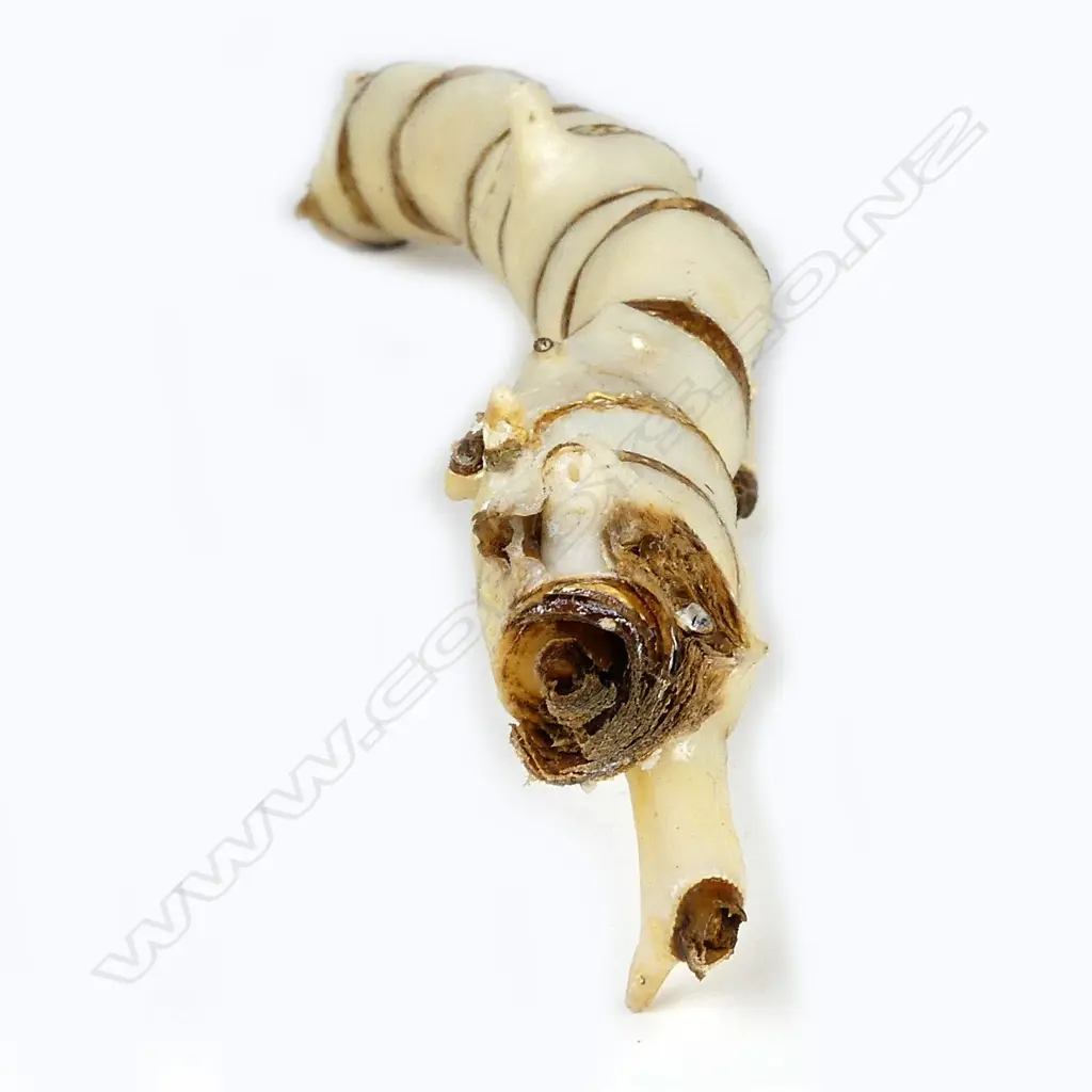 A piece of white bamboo branch coral Image 1++