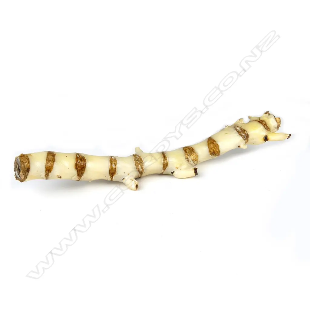A piece of white bamboo branch coral Image 1++