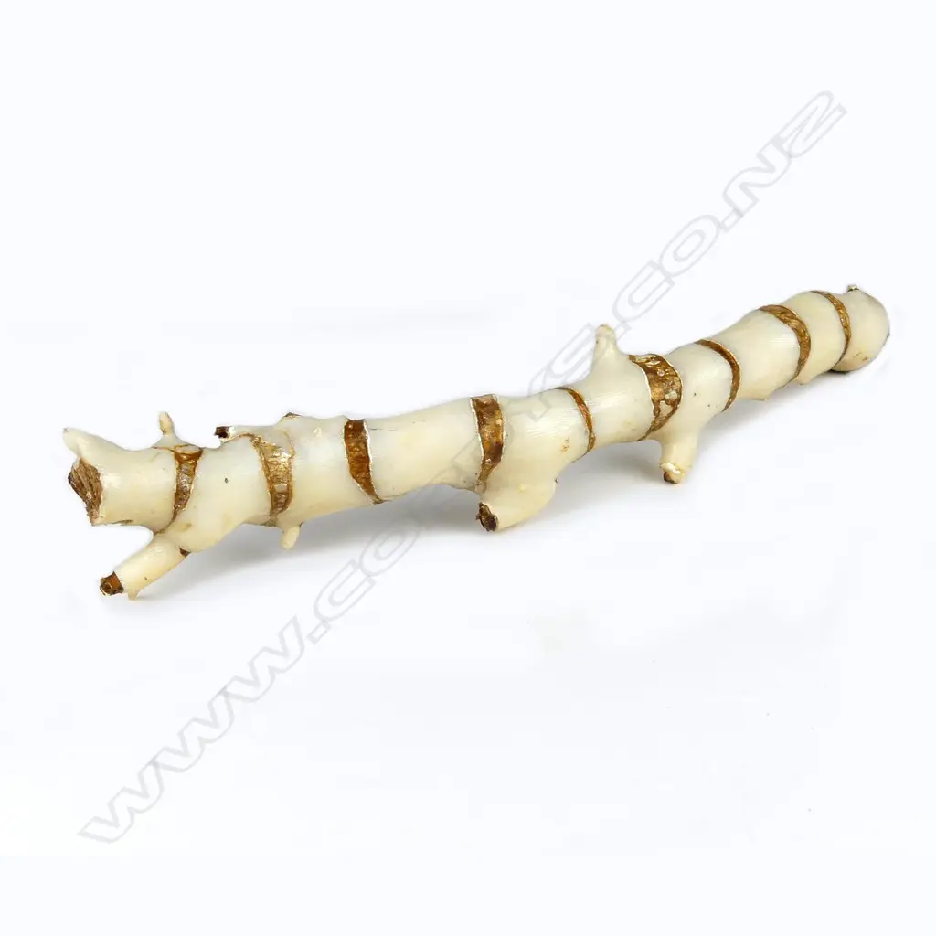 A piece of white bamboo branch coral Image 1++