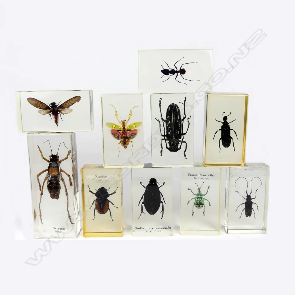 Ten taxidermy insects Image 1++