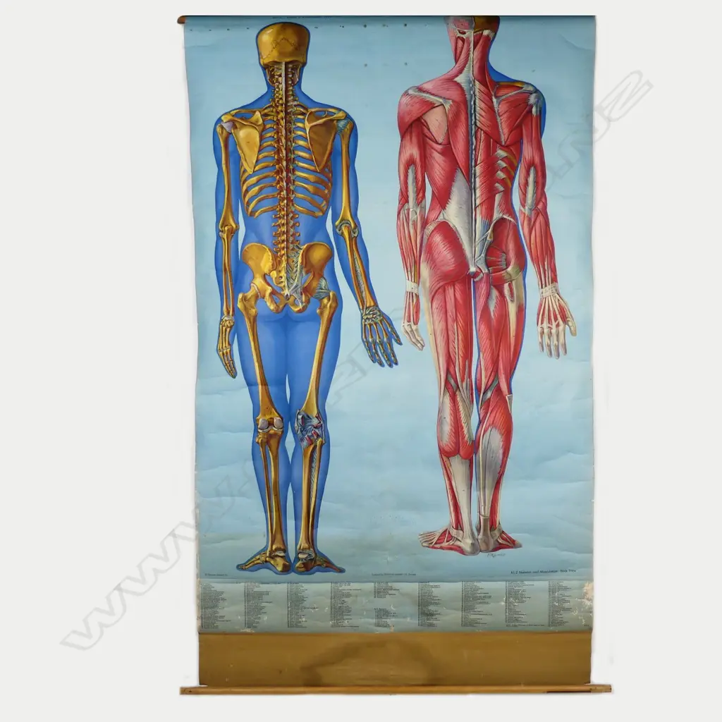 A vintage American medical wall chart Image 1++