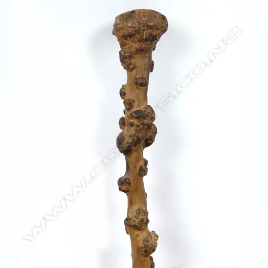 A rootstock shillelagh