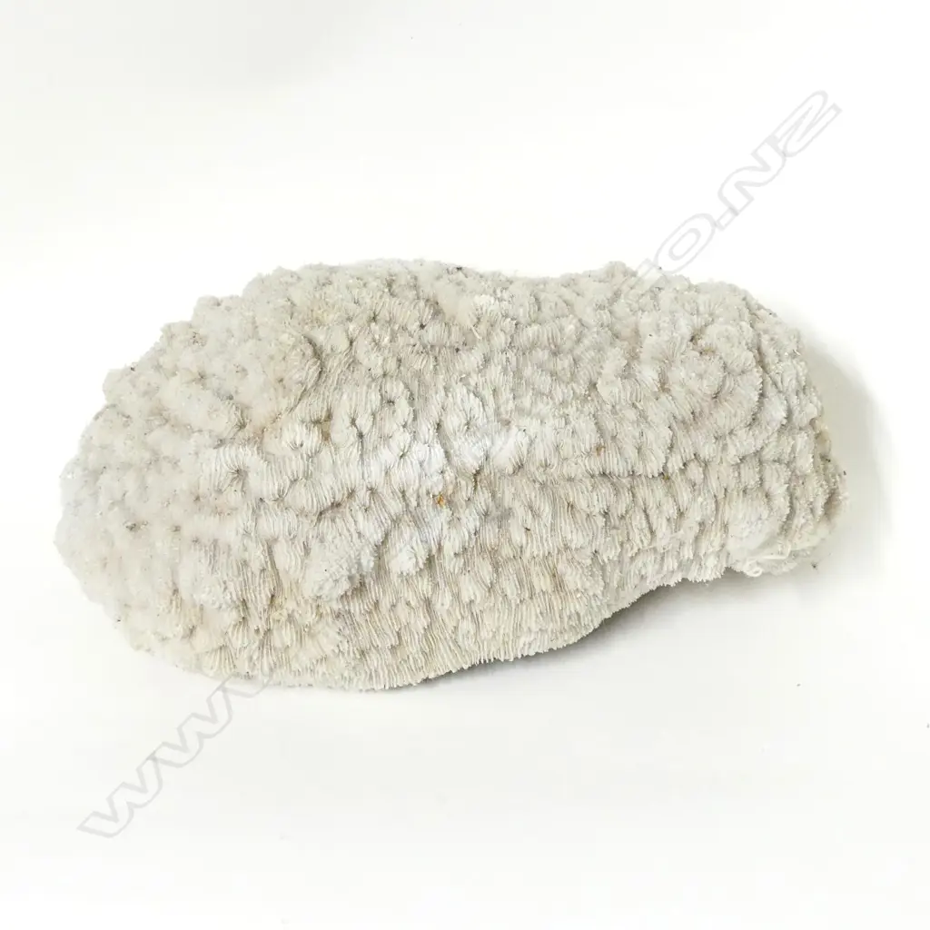 A large coral head Image 1++