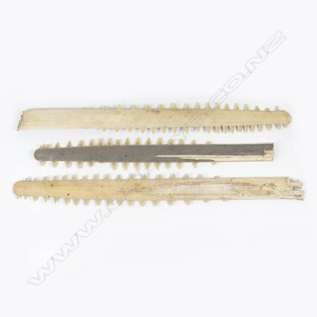 Three sawfish bills (rostrums) Image 1++