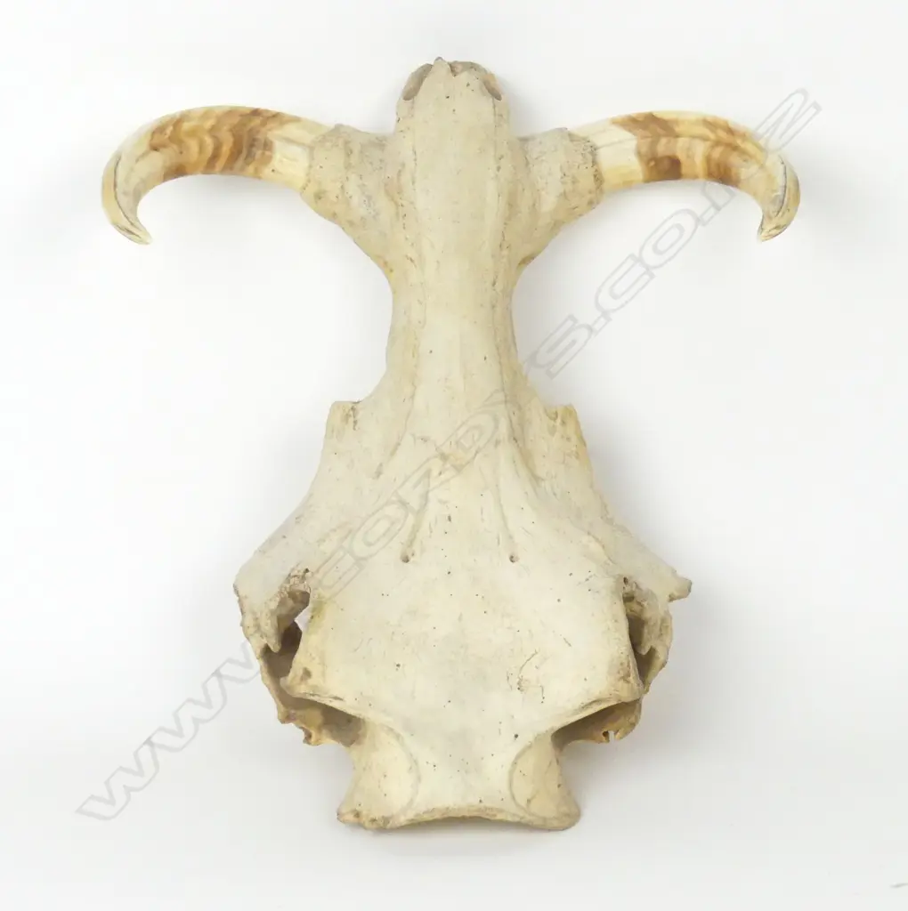 Large skull of a warthog Image 1++