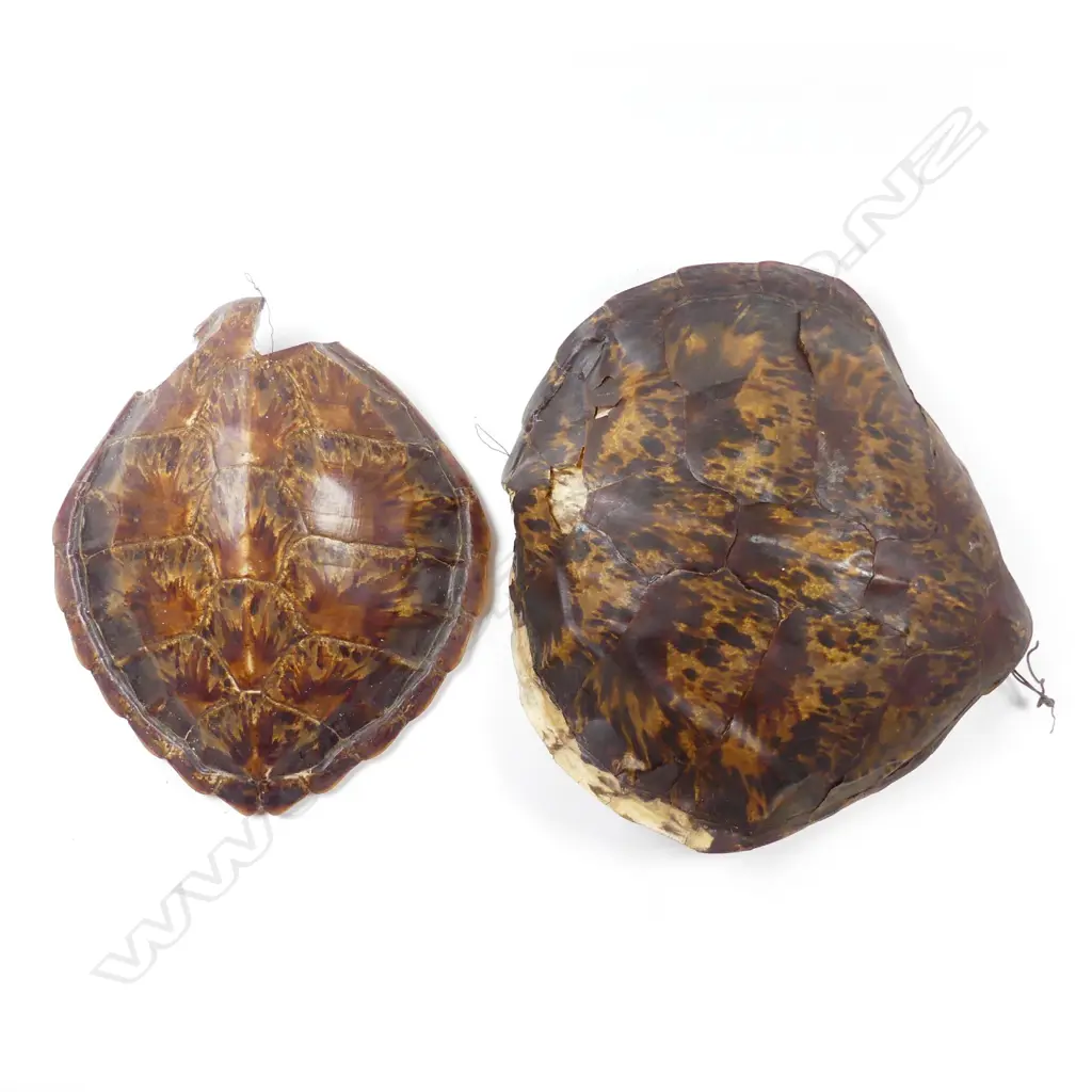 Two old turtle shells Image 1++