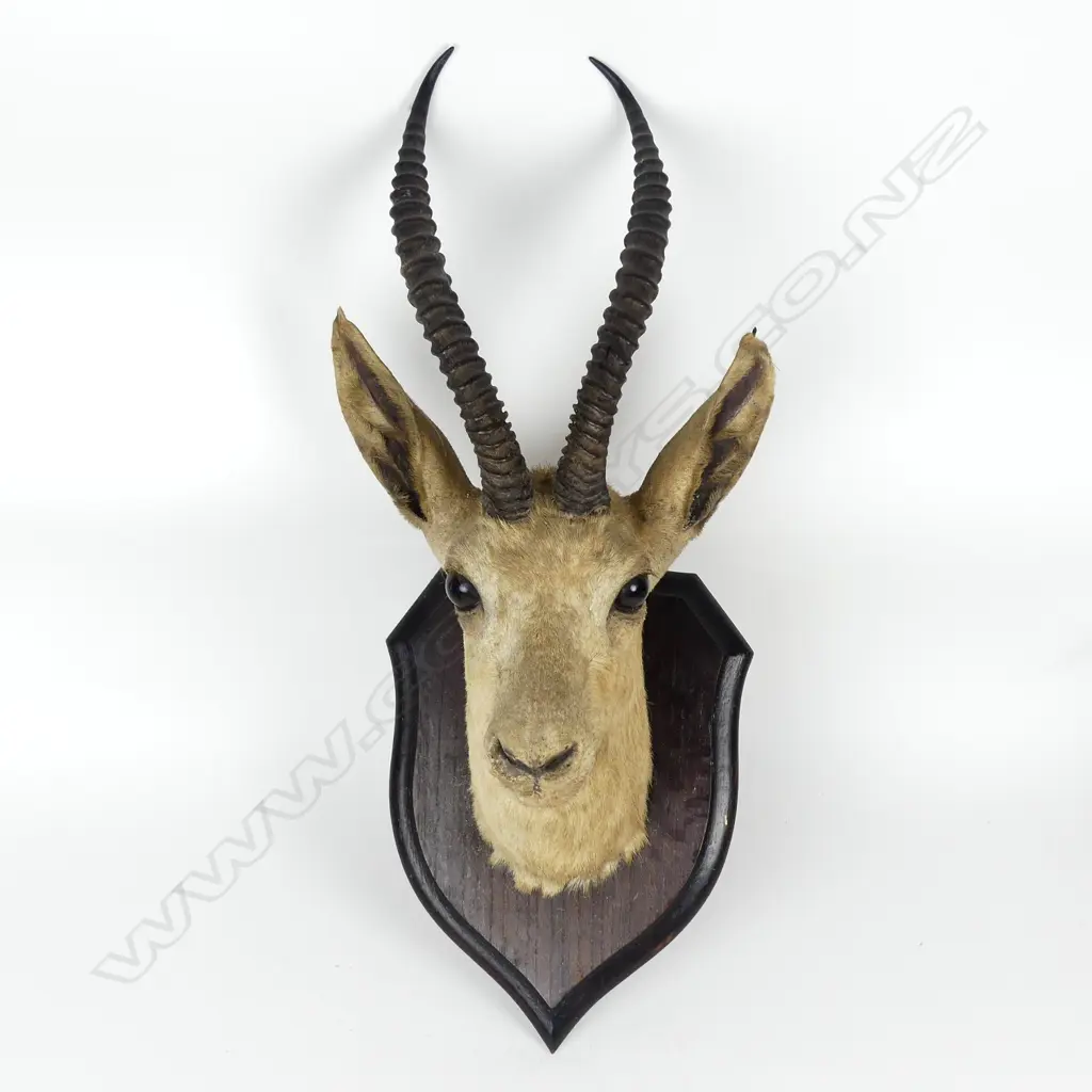 A gazelle head trophy mount Image 1++