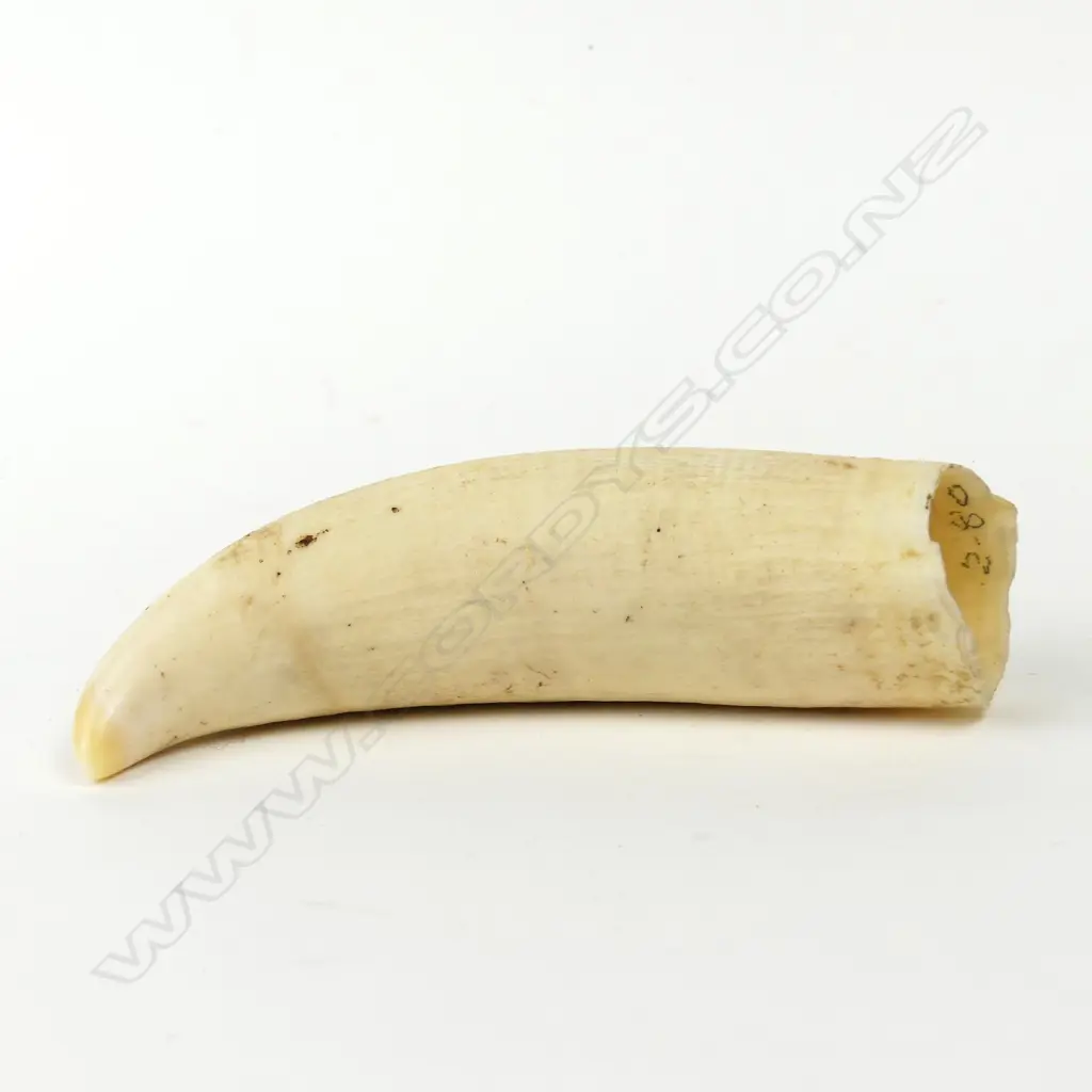 A small tooth Image 1++