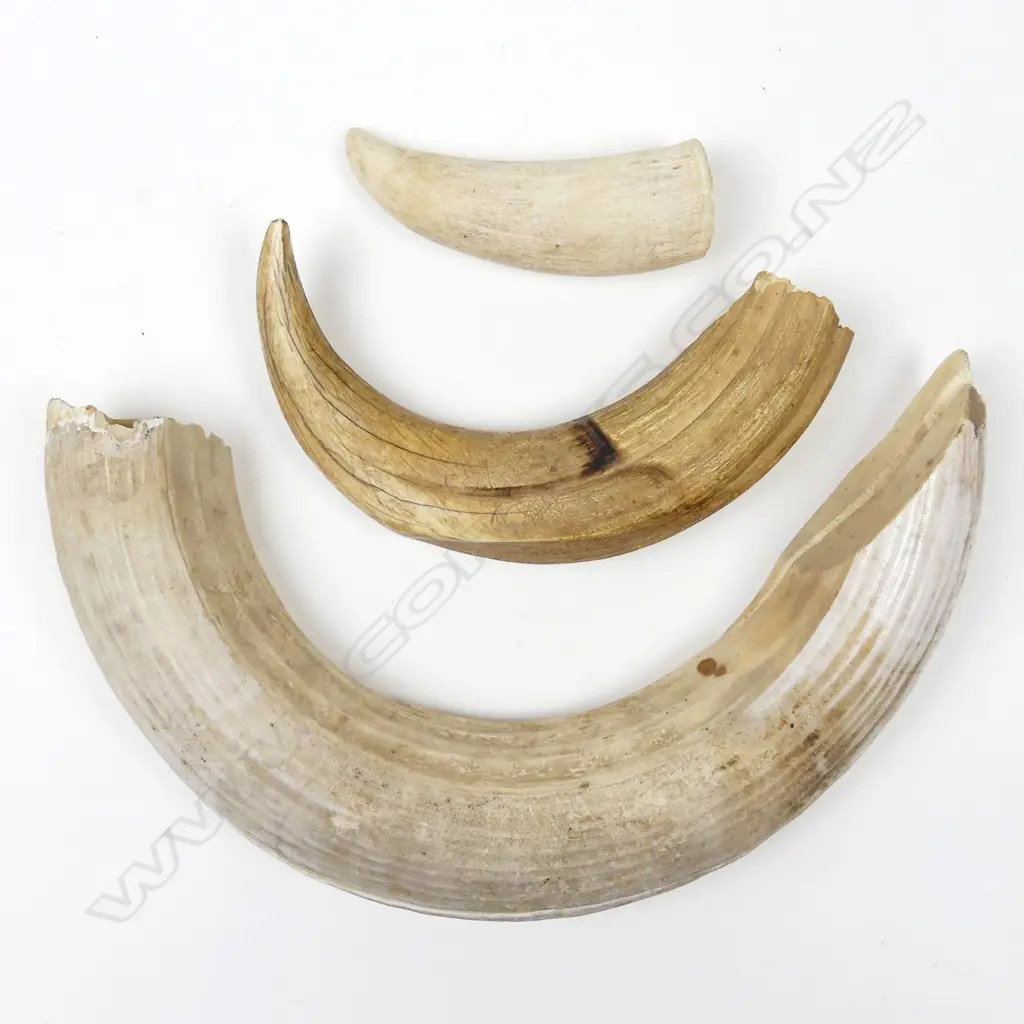 A collection of teeth Image 1++