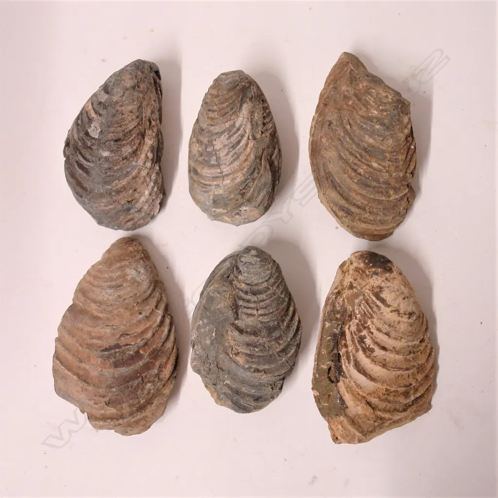 Six N.Z. mollusc fossils Image 1++