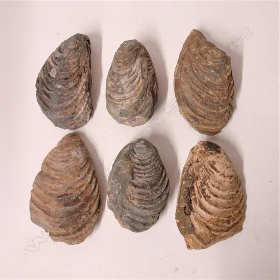 Six N.Z. mollusc fossils