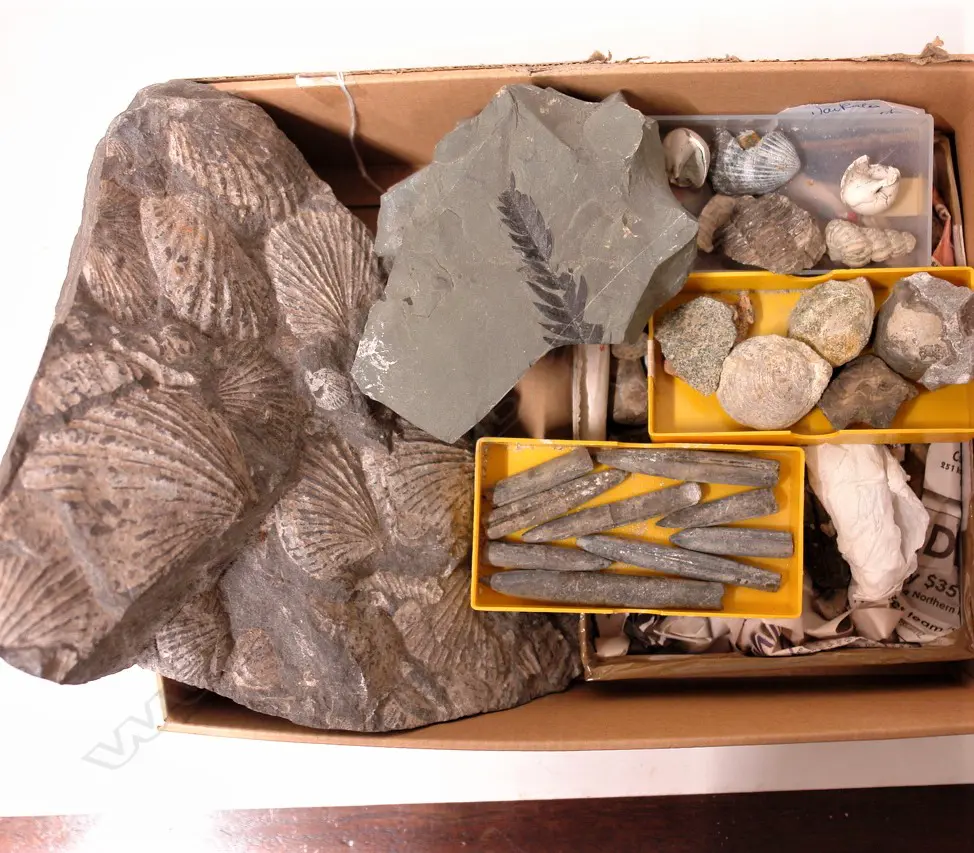 A collection of N.Z. shell and plant fossils Image 1++