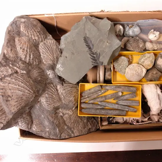 A collection of N.Z. shell and plant fossils