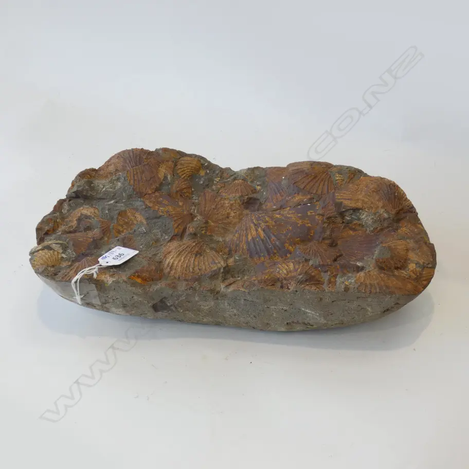 A N.Z. Triassic period scallop fossil conglomerate Image 1++