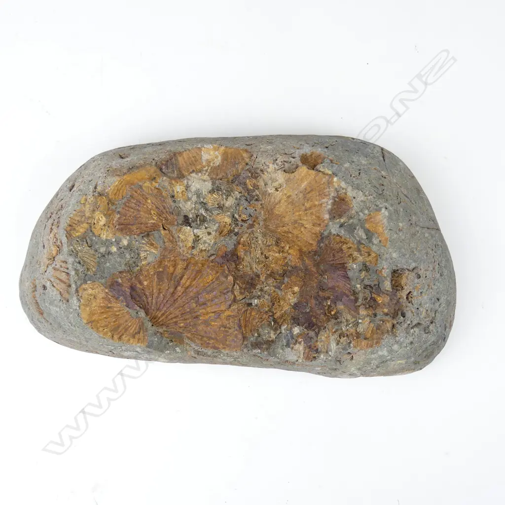 A New Zealand Triassic period scallop fossil conglomerate Image 1++