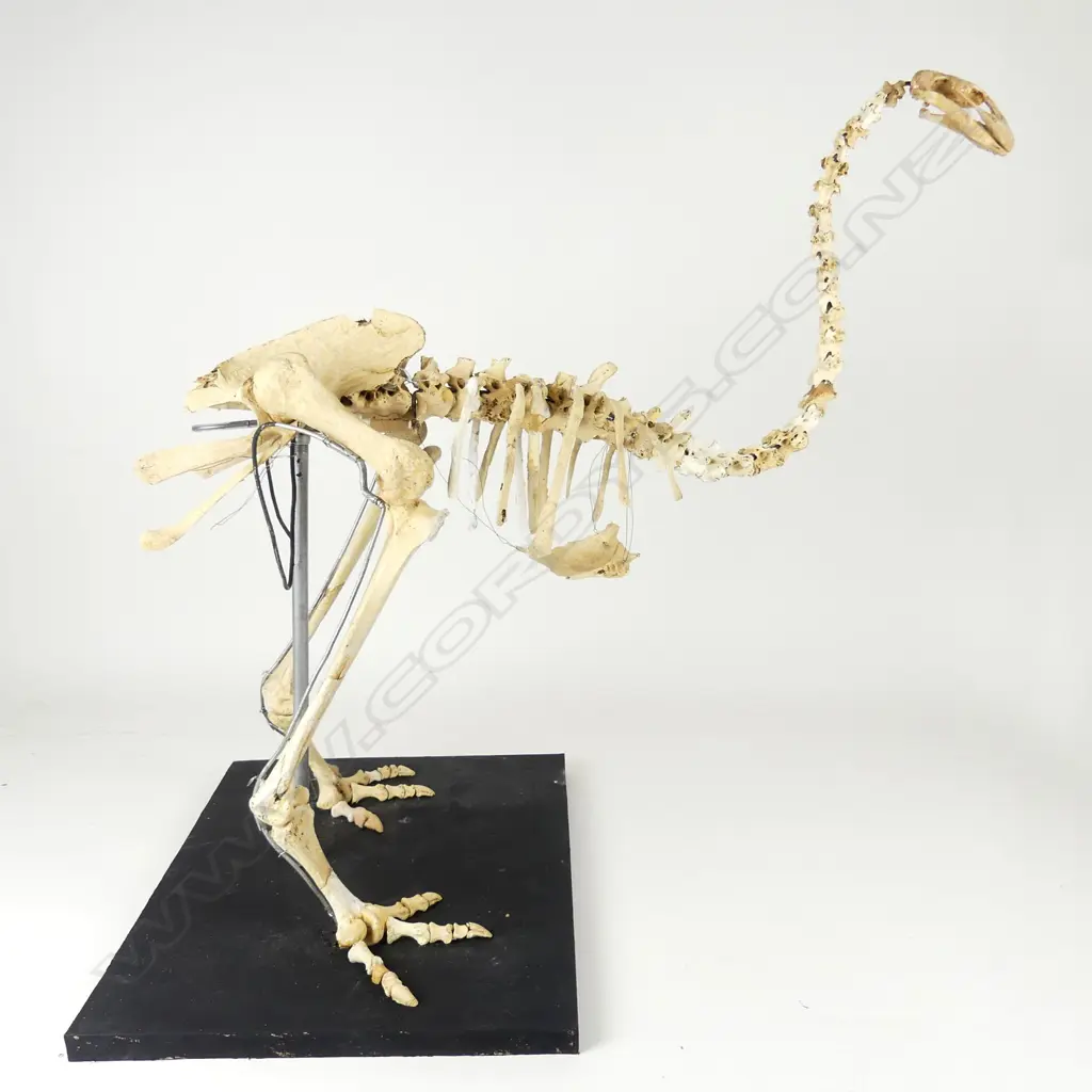 An extinct adult male stout-legged moa skeleton Image 1++