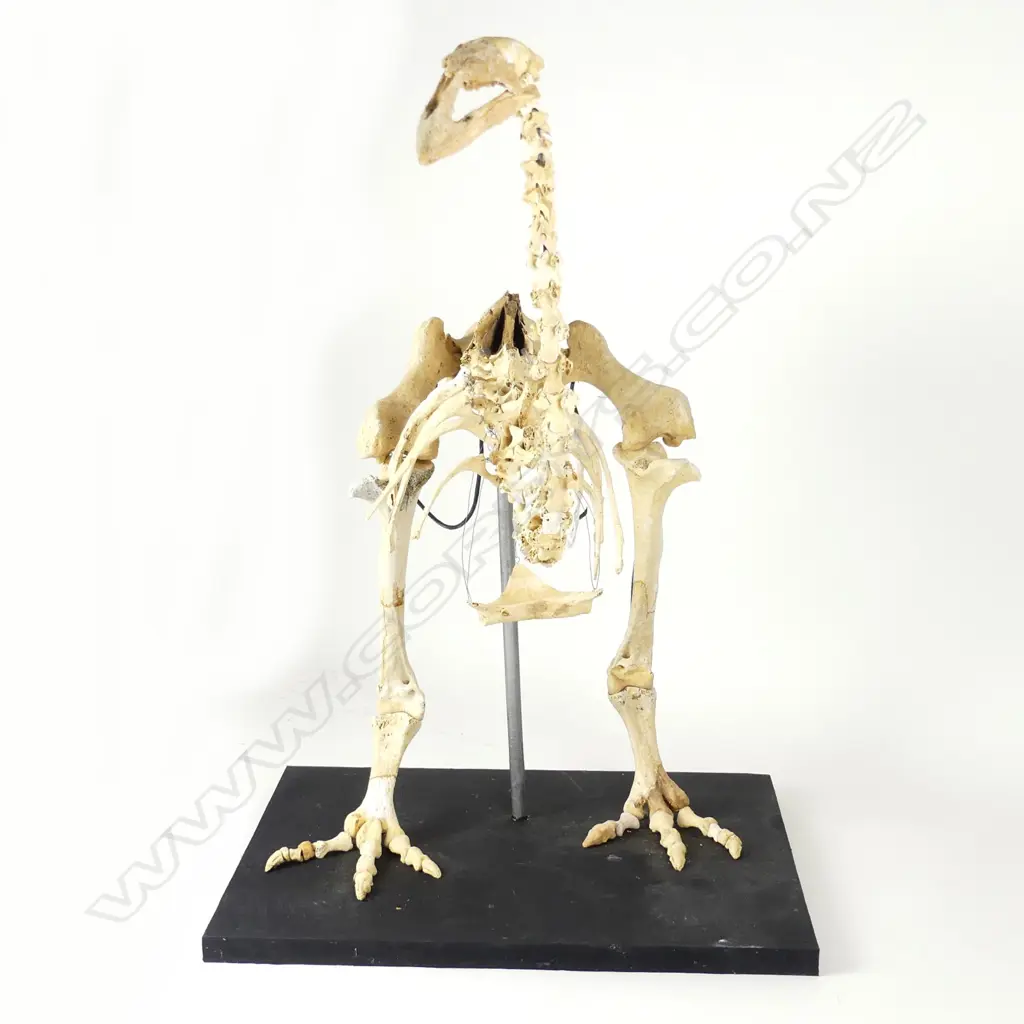An extinct adult male stout-legged moa skeleton Image 1++