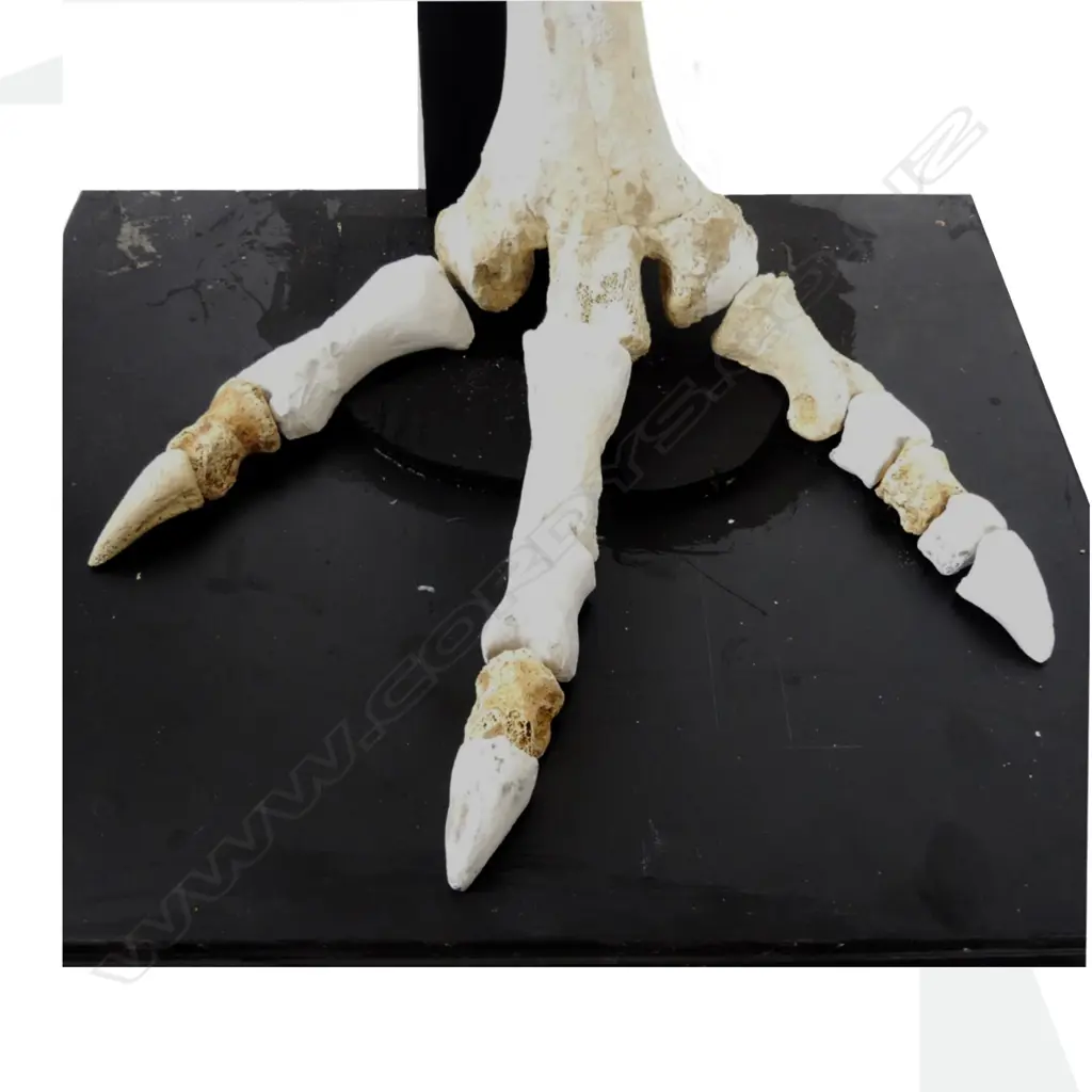 An extinct North Island giant moa leg Image 1++