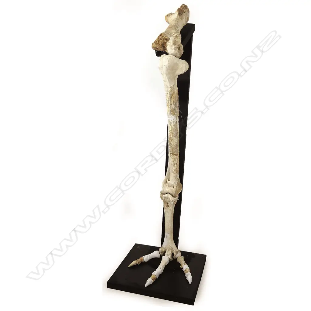 An extinct North Island giant moa leg Image 1++