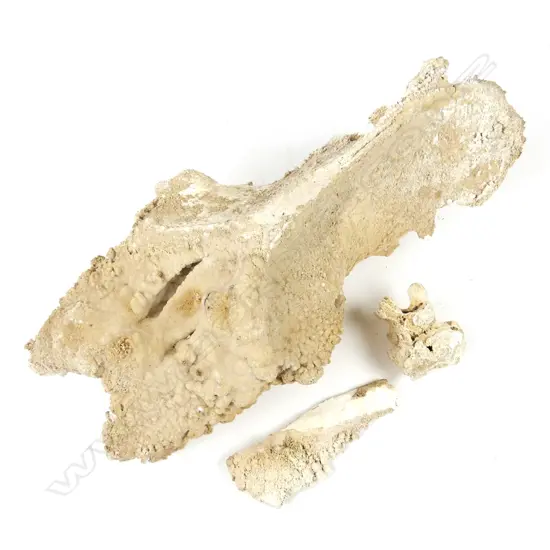 A rare calcified moa pelvis